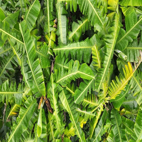 Banana leaves